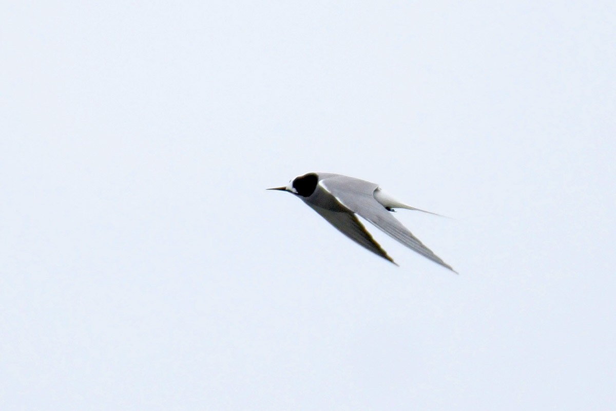 Aleutian Tern - ML599650731