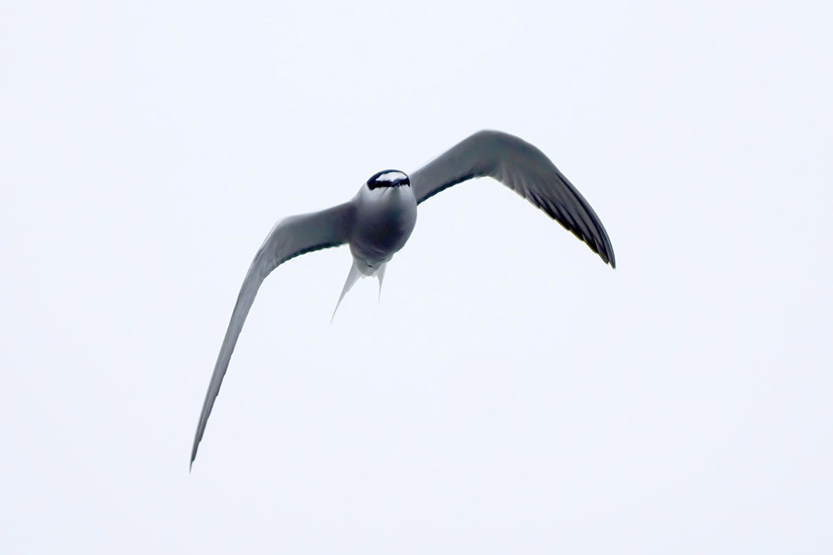 Aleutian Tern - ML599650751