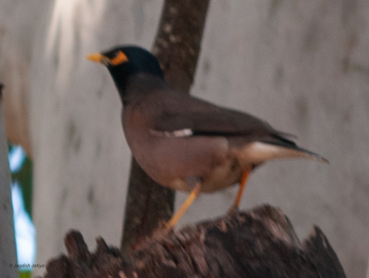 Common Myna - ML599650931