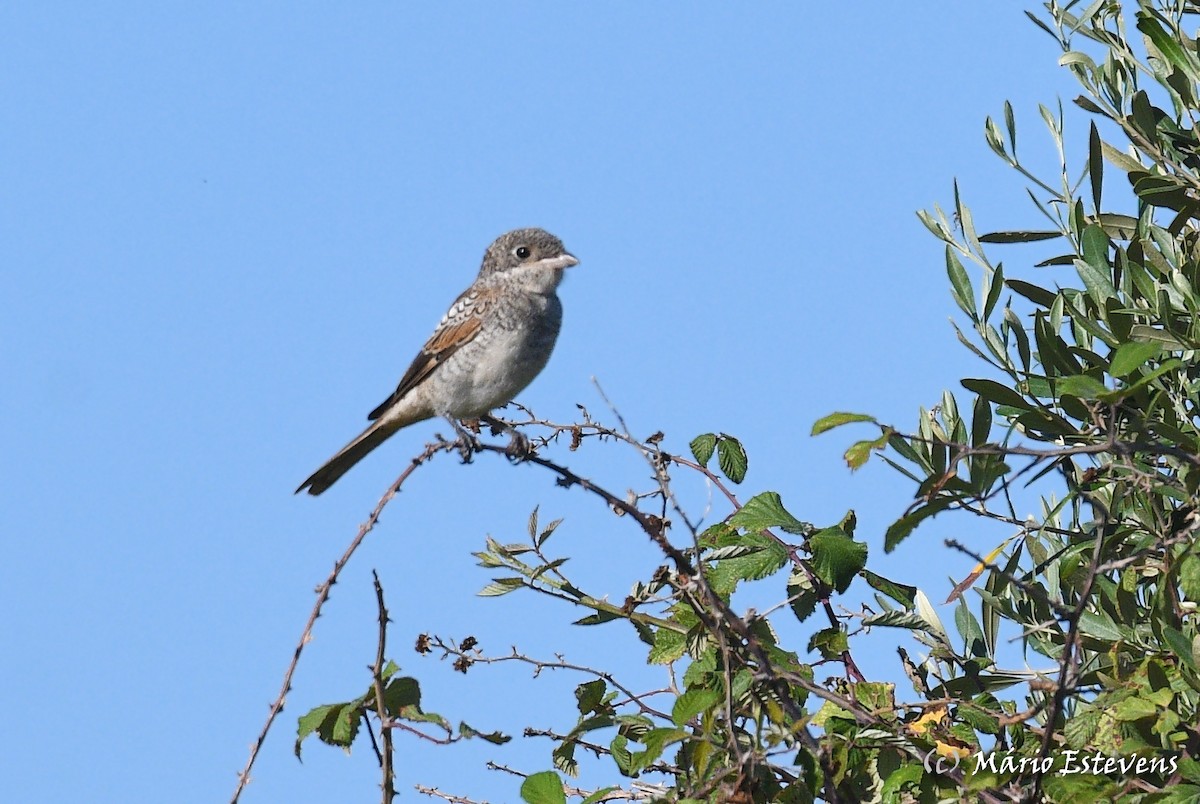 Woodchat Shrike - ML599651271