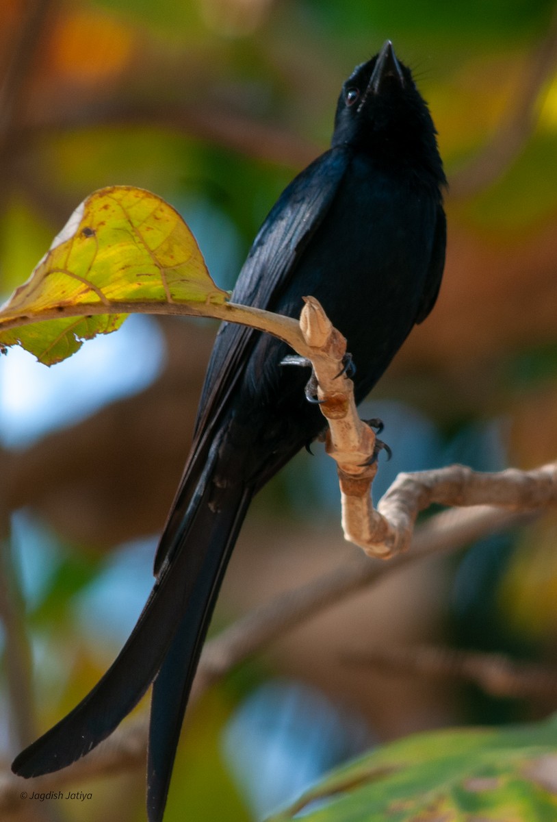 Black Drongo - ML599651621