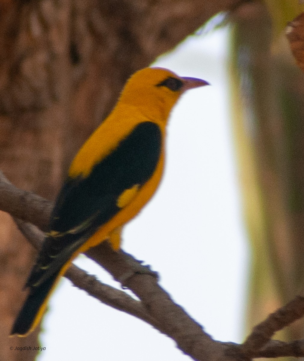 Indian Golden Oriole - ML599651631