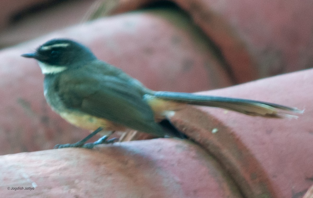 Spot-breasted Fantail - ML599651741