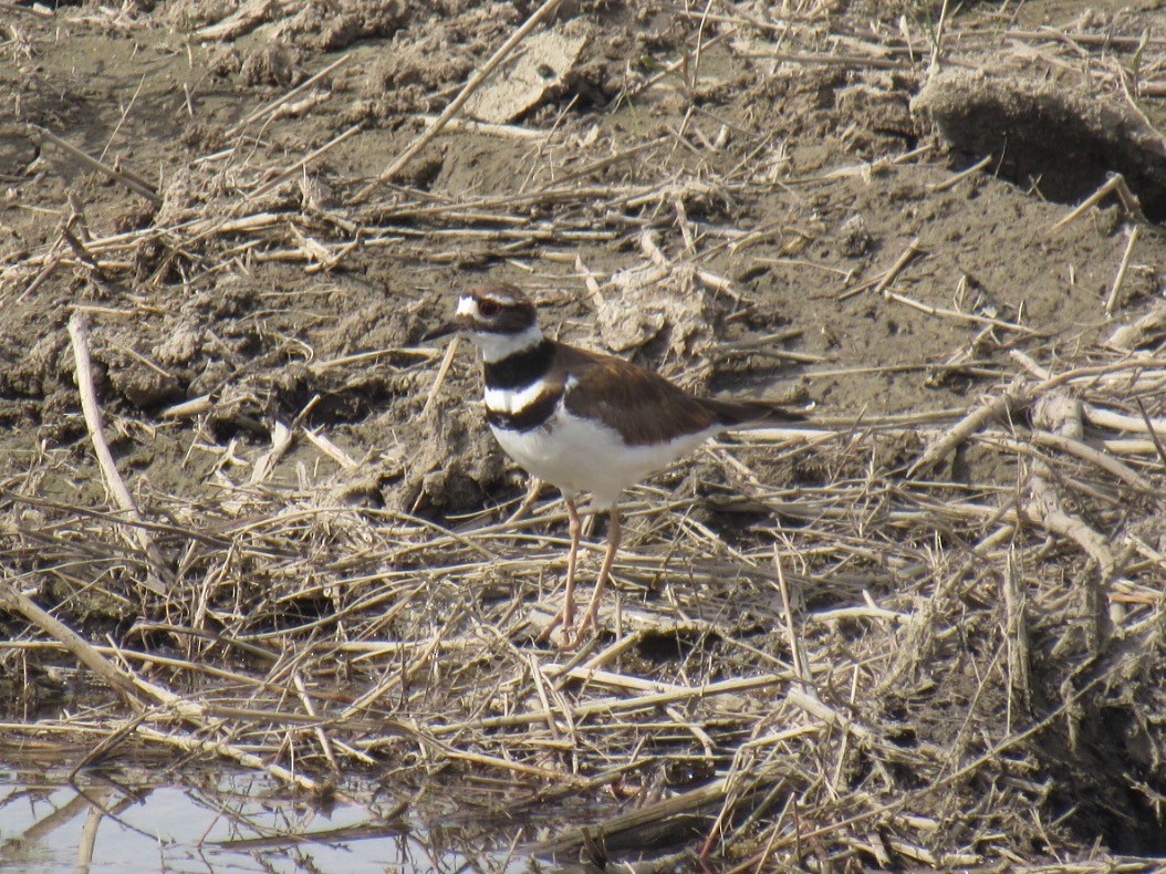 Killdeer - ML59965221