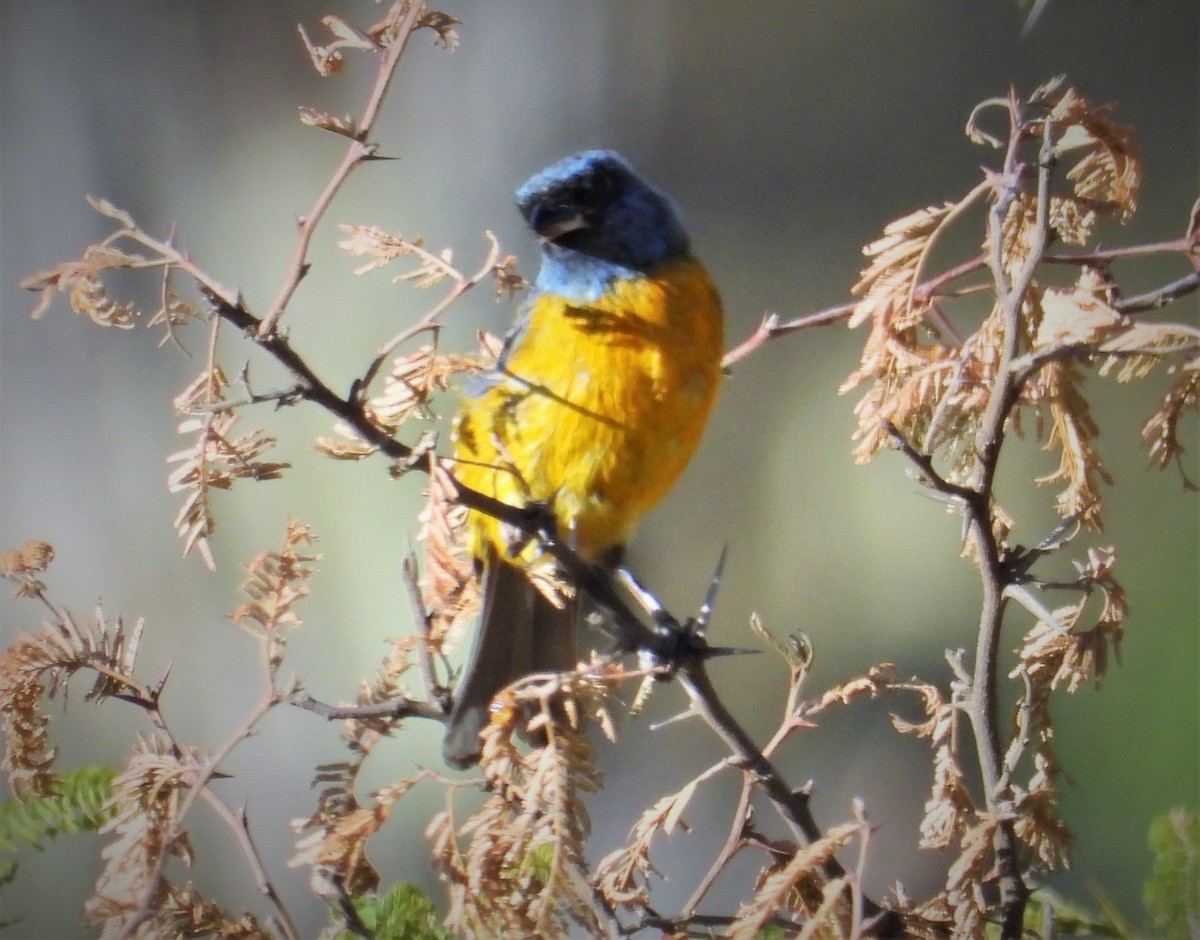 Blue-and-yellow Tanager - ML599652741