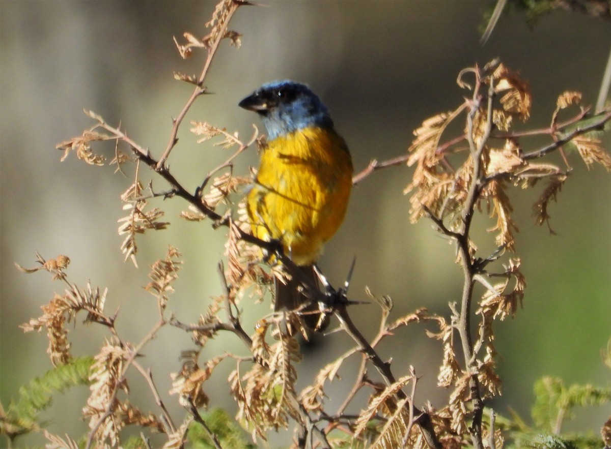 Blue-and-yellow Tanager - Morten Winther Dahl