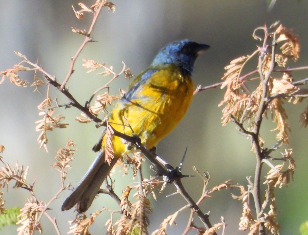 Blue-and-yellow Tanager - Morten Winther Dahl