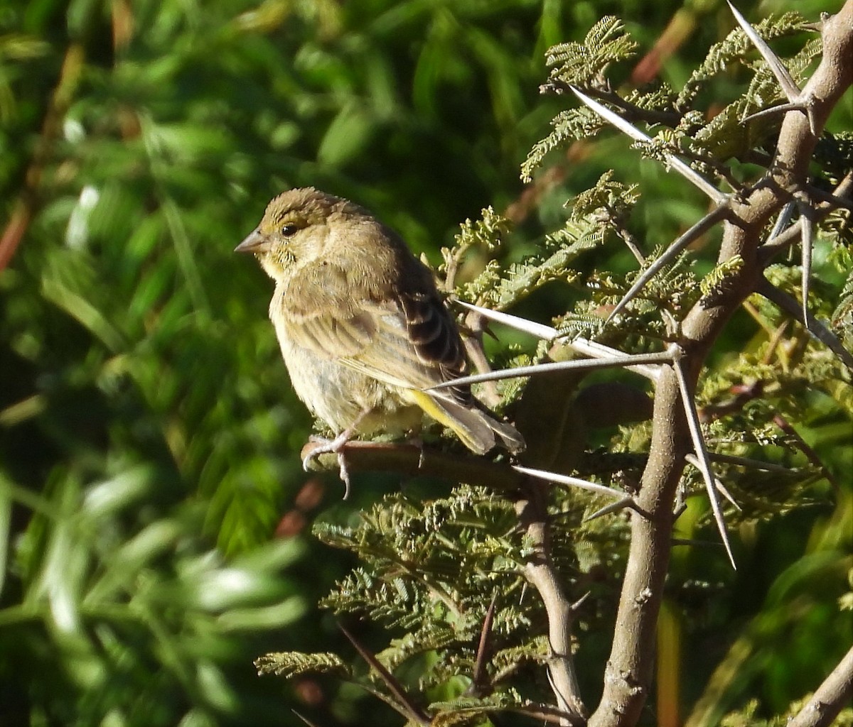 Hooded Siskin - Morten Winther Dahl