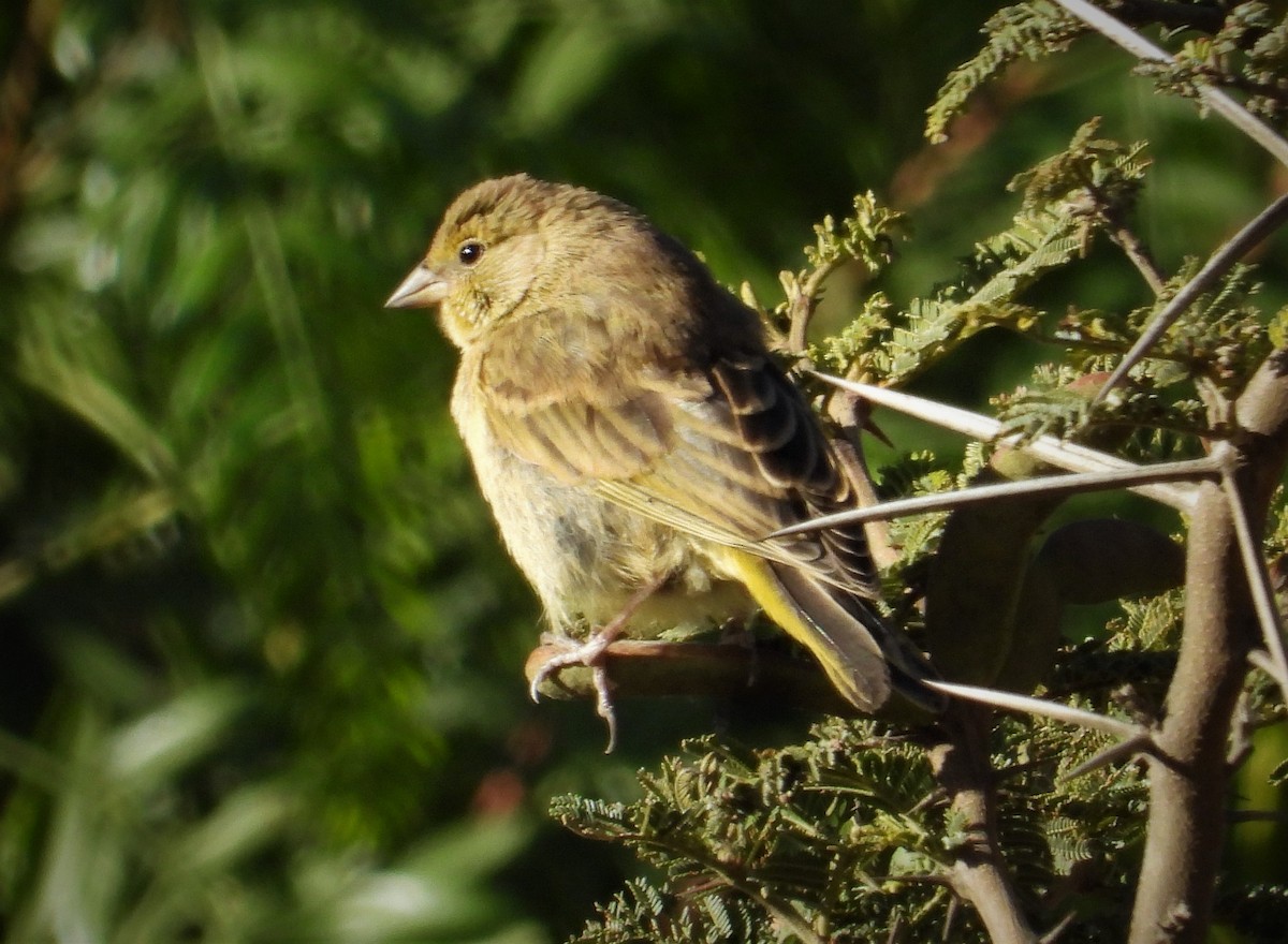 Hooded Siskin - Morten Winther Dahl