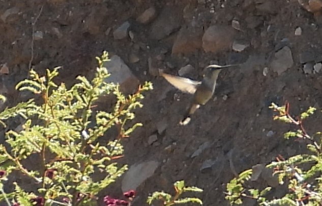 Colibrí de Myrtis - ML599652861