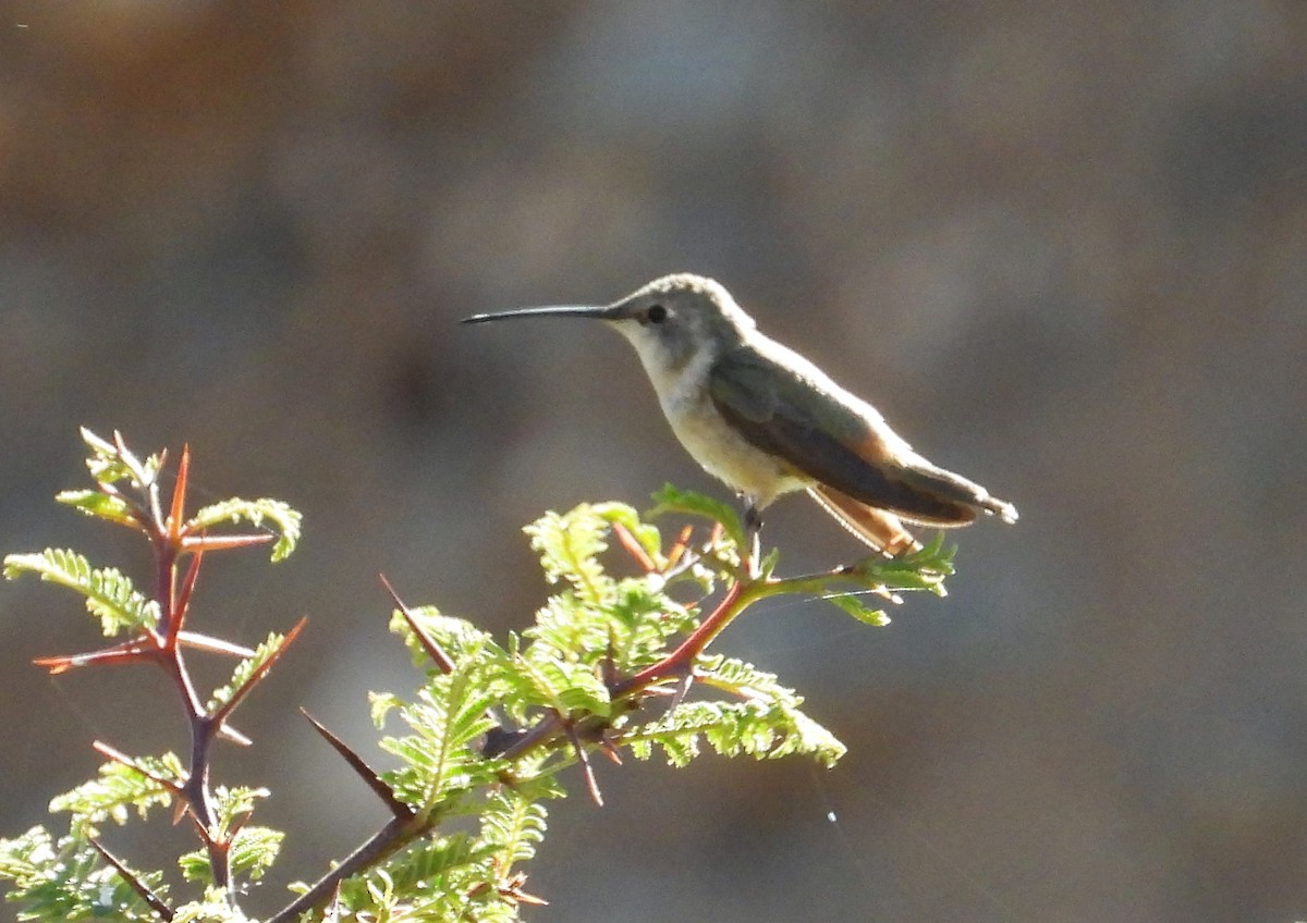 Colibrí de Myrtis - ML599652881