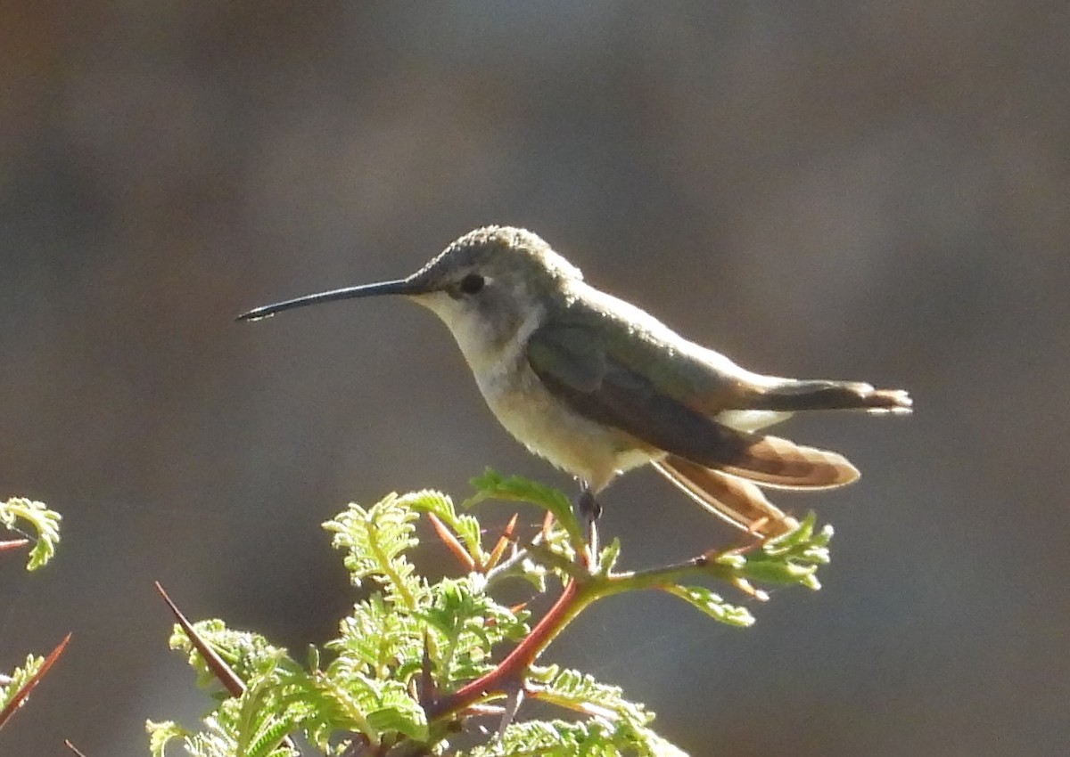 Colibrí de Myrtis - ML599653201