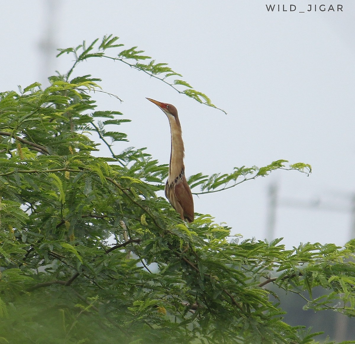 Cinnamon Bittern - ML599653401