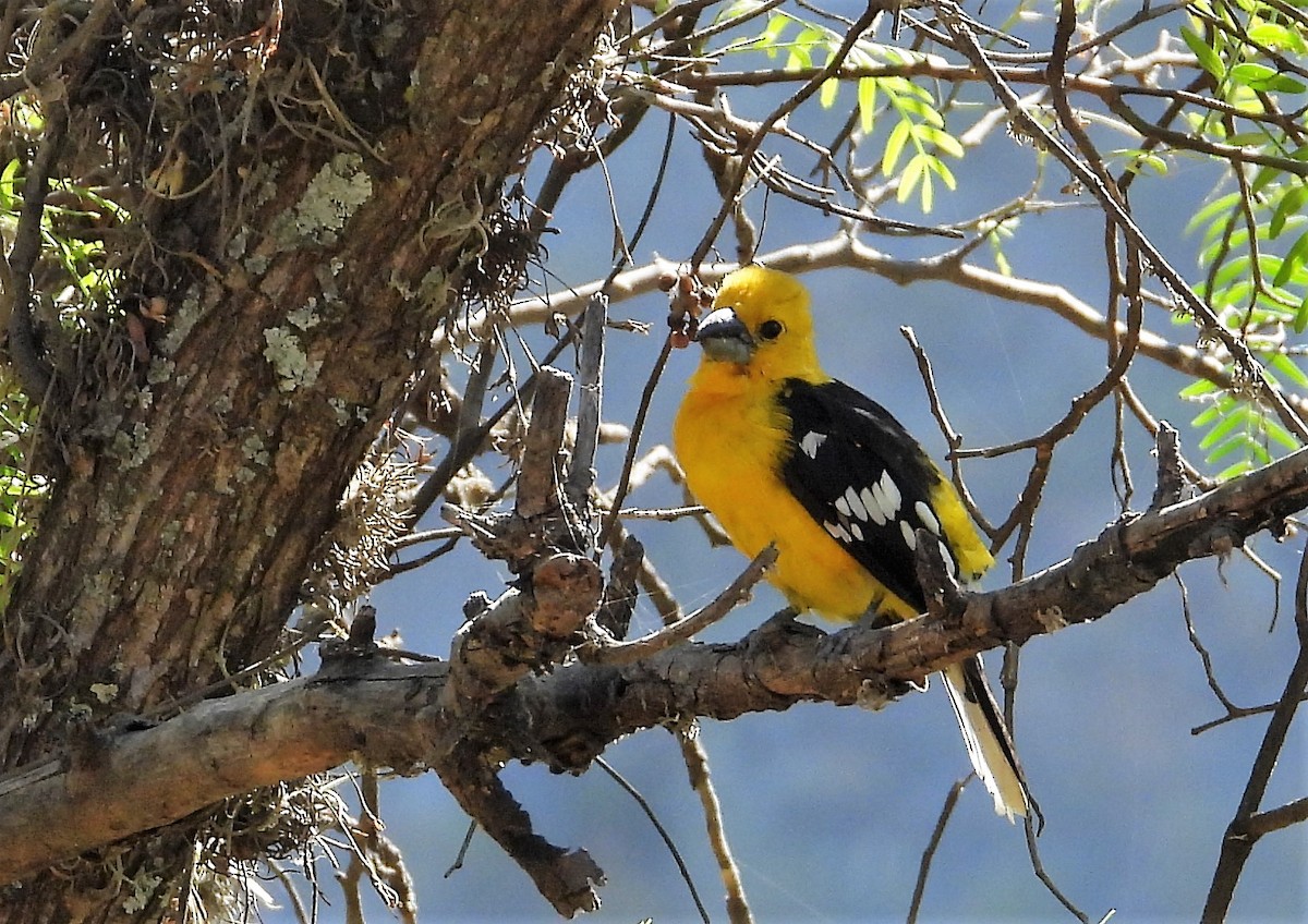 Picogrueso Ventriamarillo - ML599653431