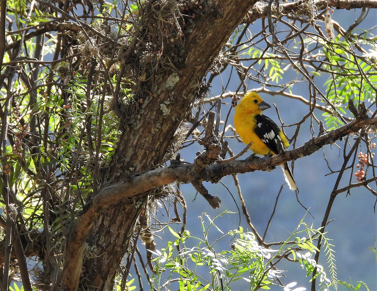 Cardinal à tête jaune - ML599653481