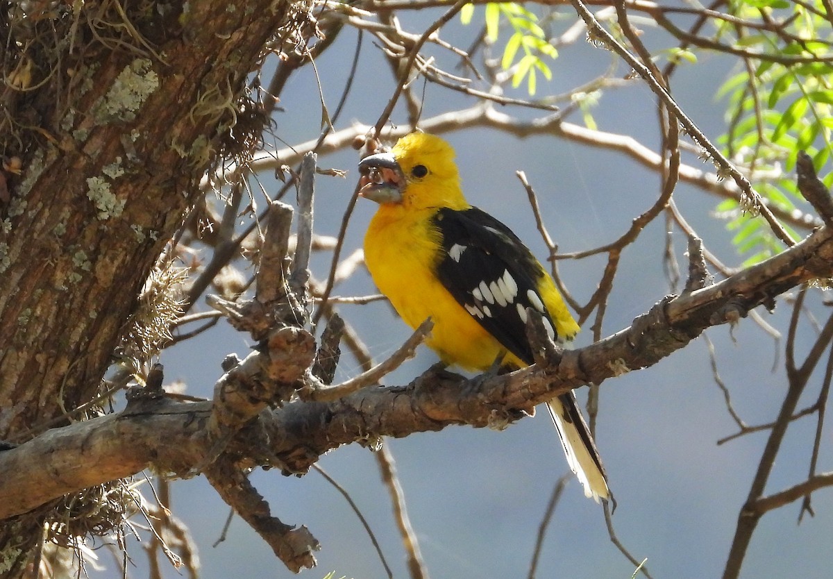 Cardinal à tête jaune - ML599653551