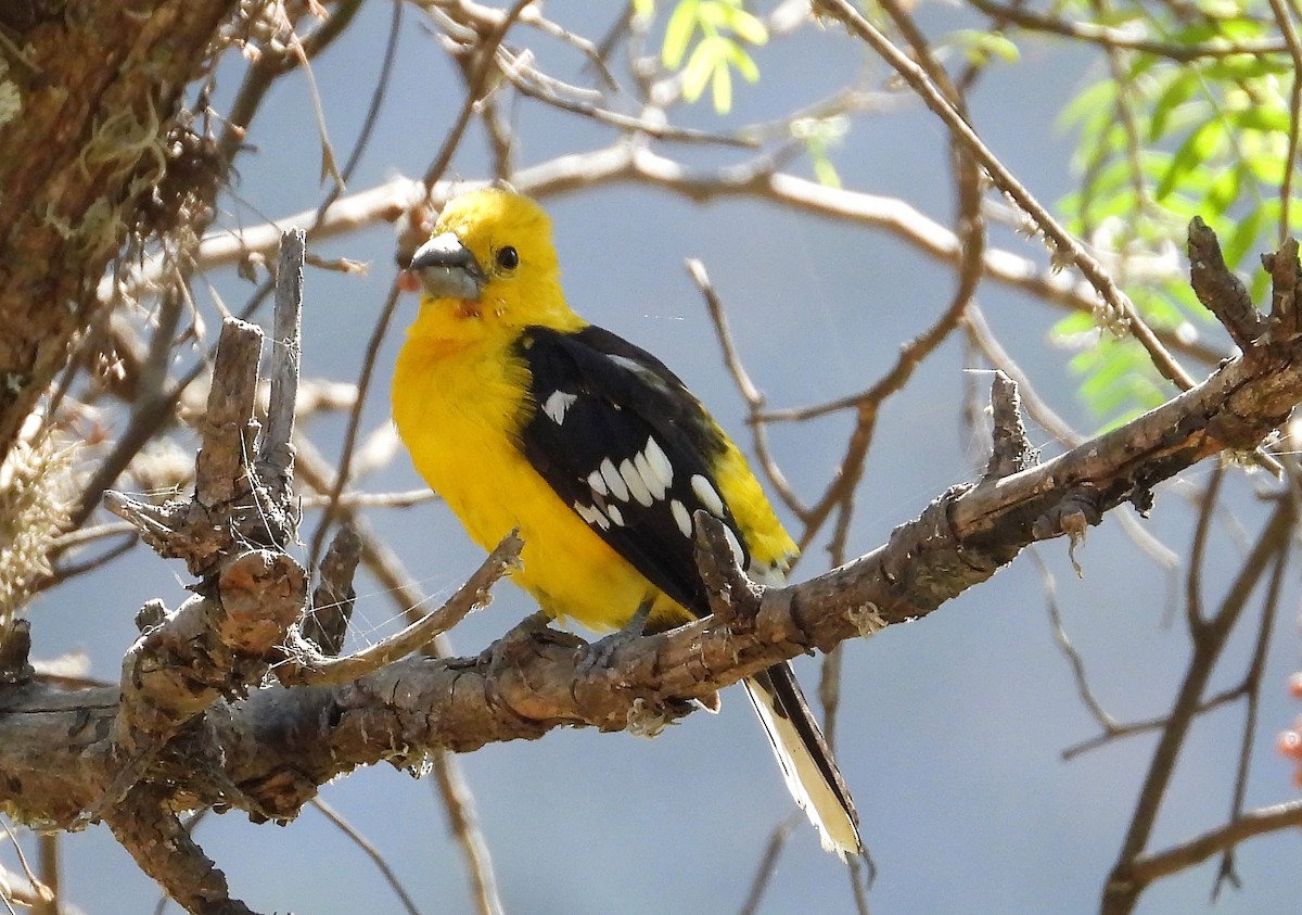 Cardinal à tête jaune - ML599653621