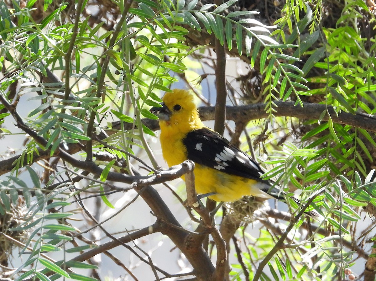 Cardinal à tête jaune - ML599653641