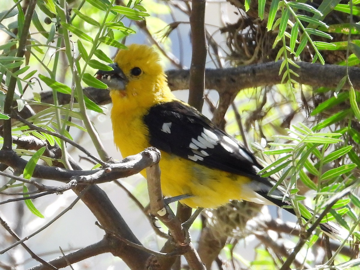 Cardinal à tête jaune - ML599653651