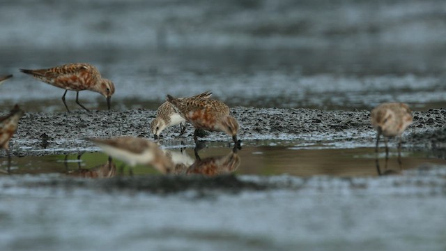 Curlew Sandpiper - ML599654311