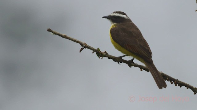 Rusty-margined Flycatcher - ML599654461