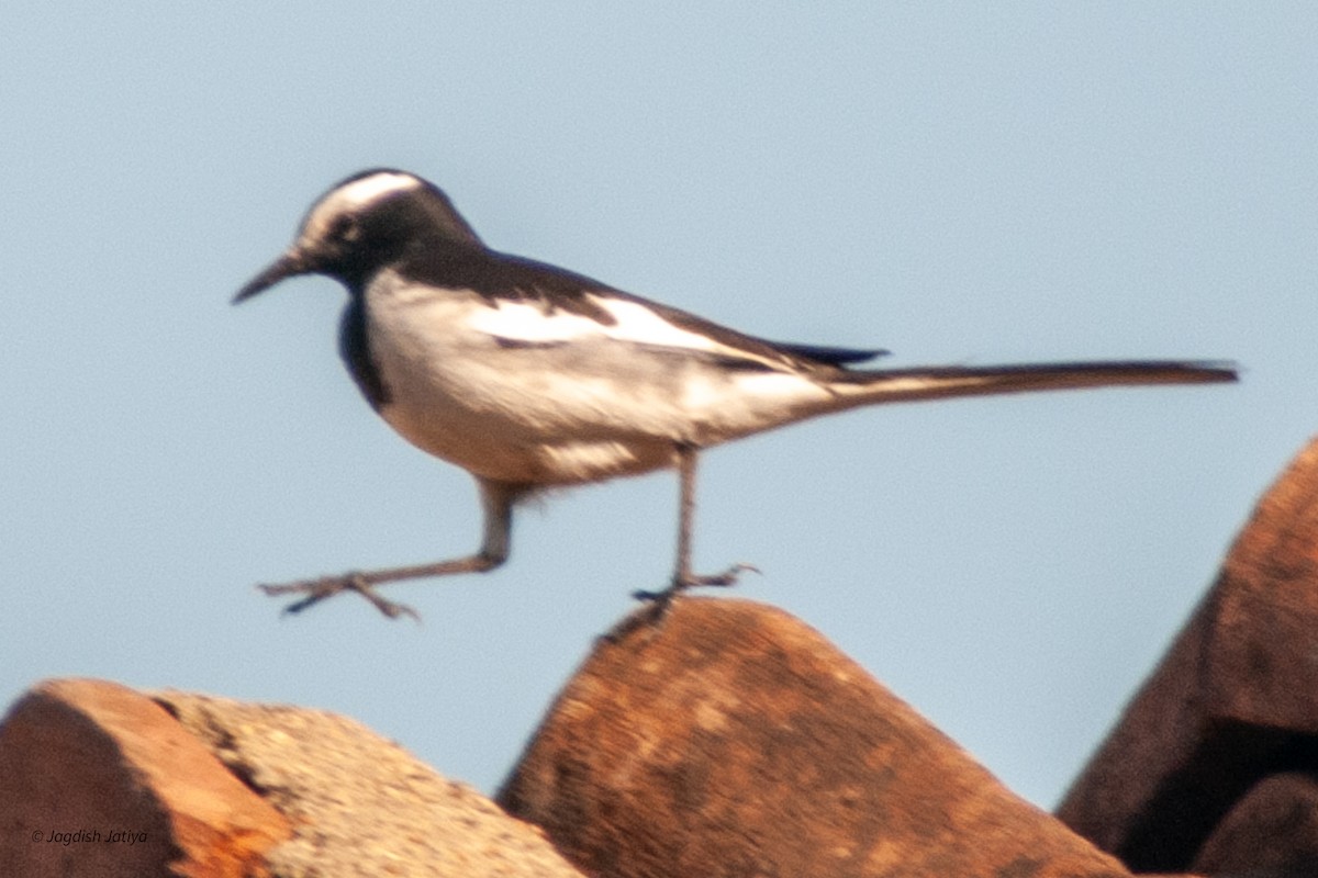 White-browed Wagtail - Jagdish Jatiya