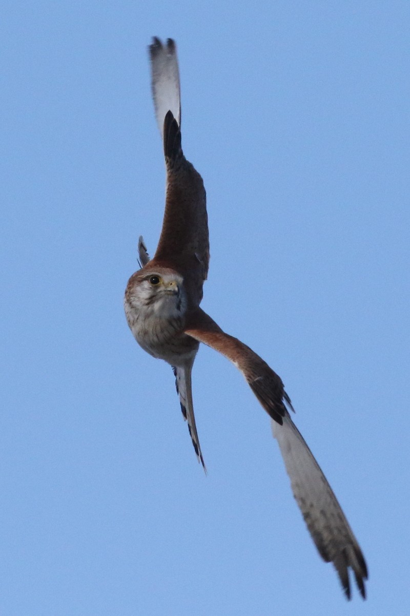 Nankeen Kestrel - ML599655711