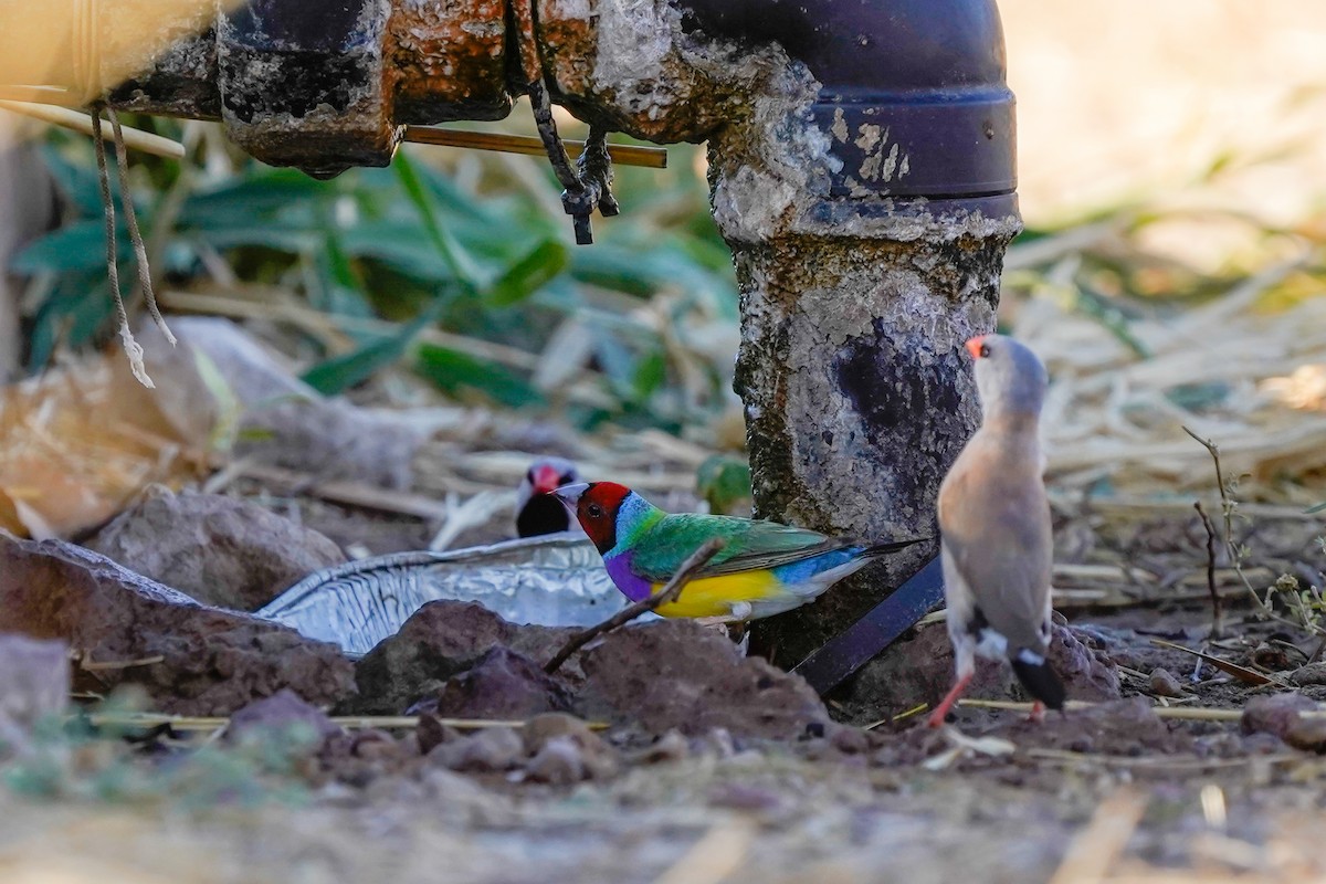 Gouldian Finch - ML599658331