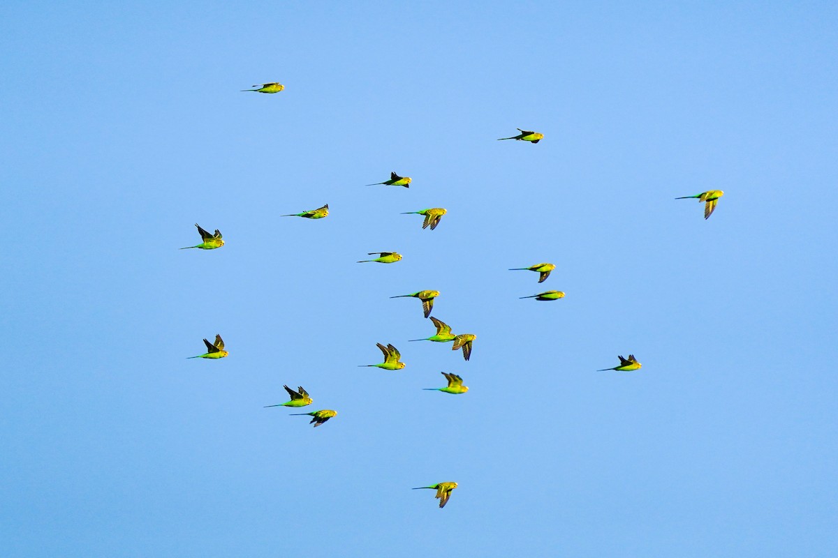 Budgerigar - ML599658561