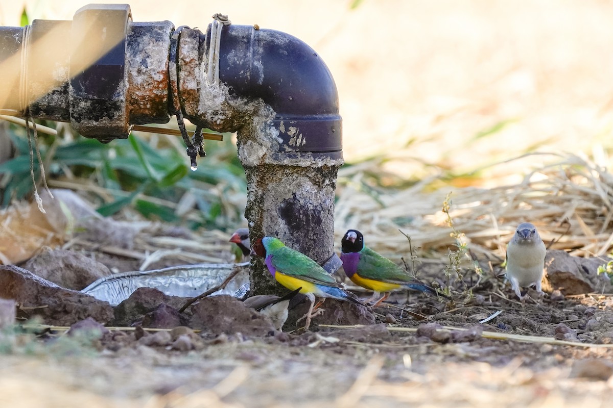 Gouldian Finch - ML599658591