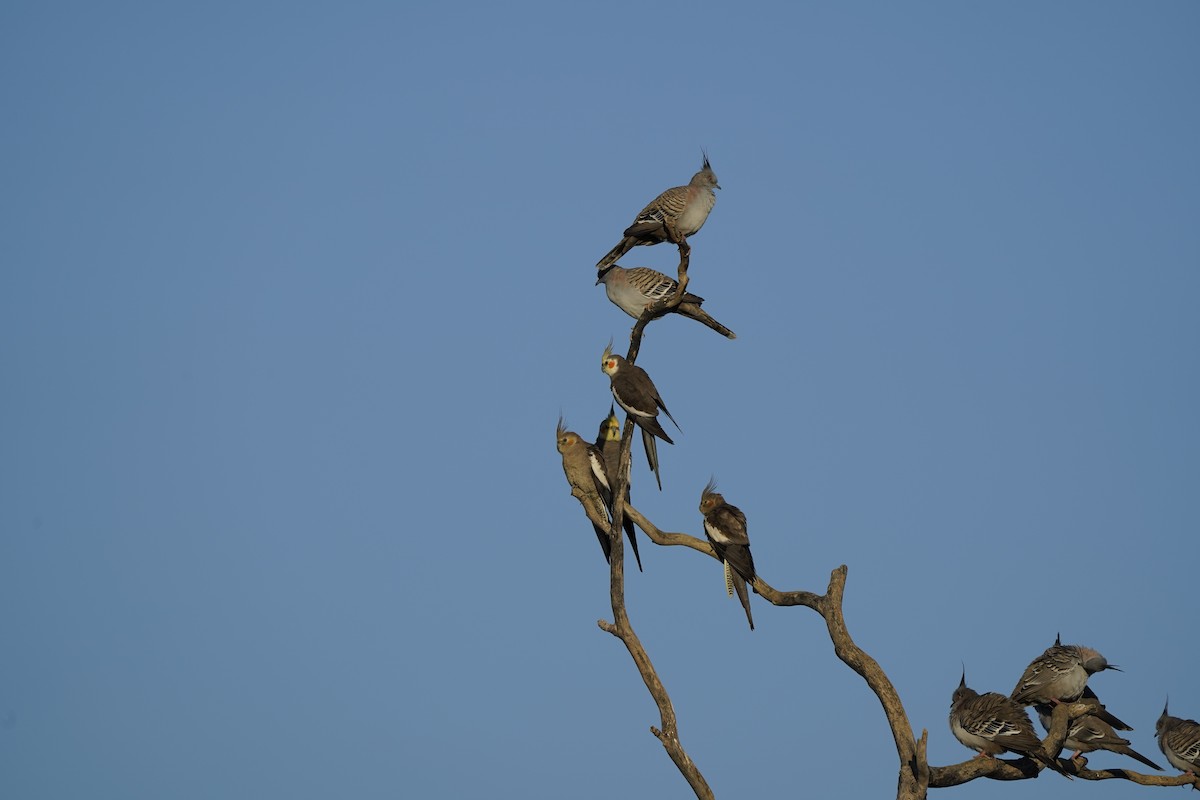 Cockatiel - ML599658961