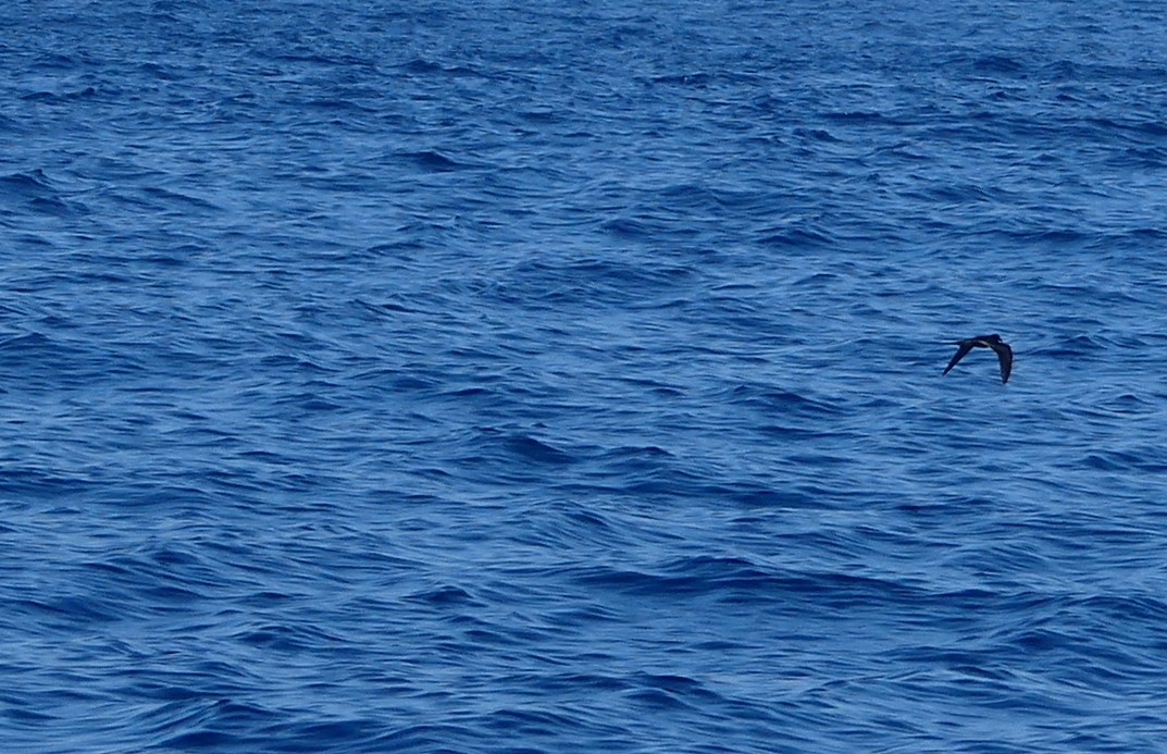 Bulwer's Petrel - Baltasar Pinheiro