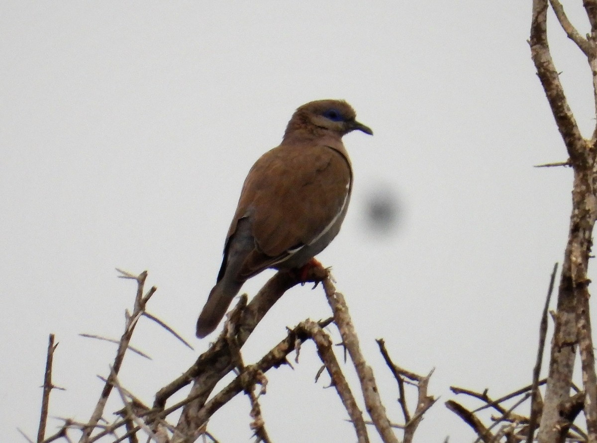 West Peruvian Dove - ML599659961