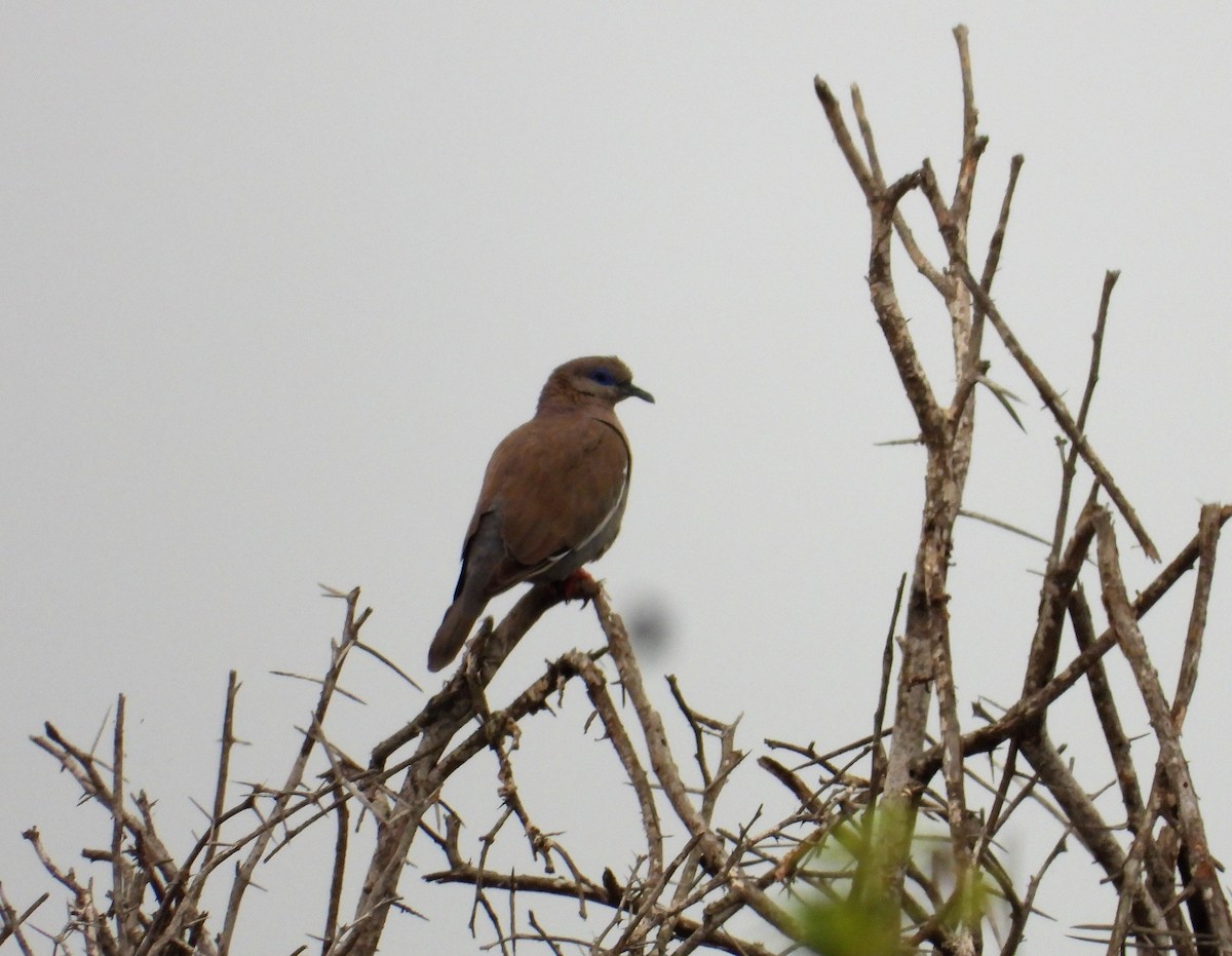 West Peruvian Dove - ML599660001