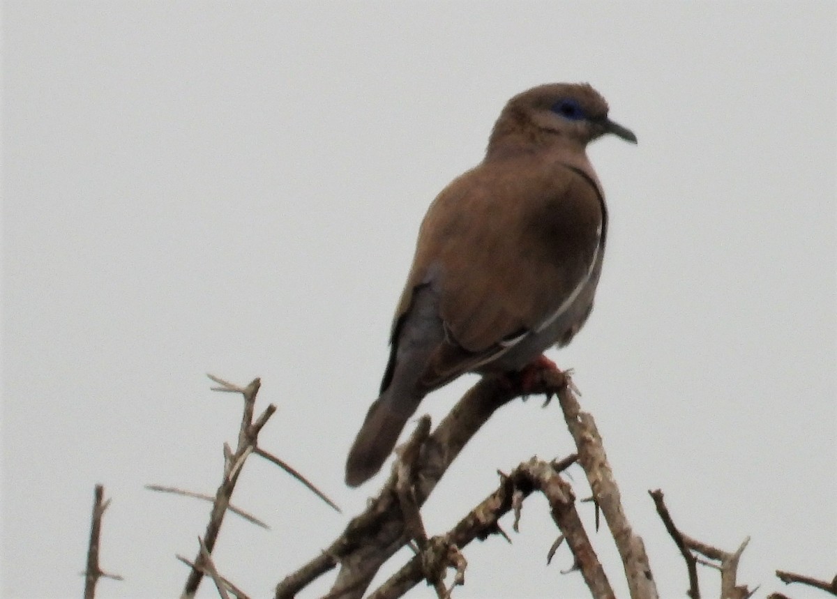 West Peruvian Dove - ML599660021