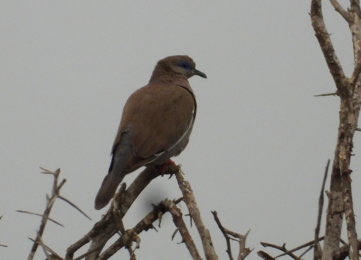 West Peruvian Dove - ML599660031