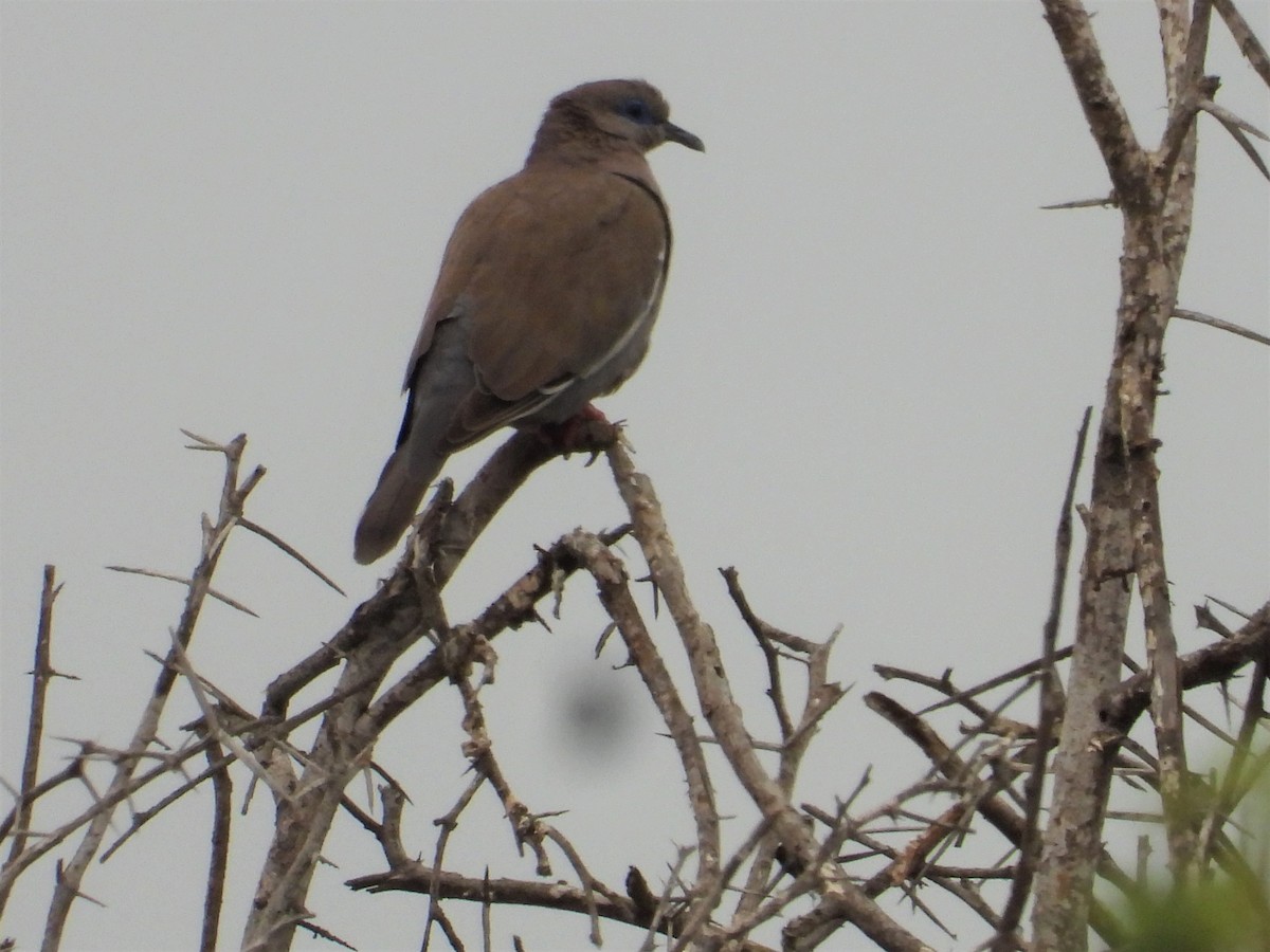 West Peruvian Dove - ML599660041