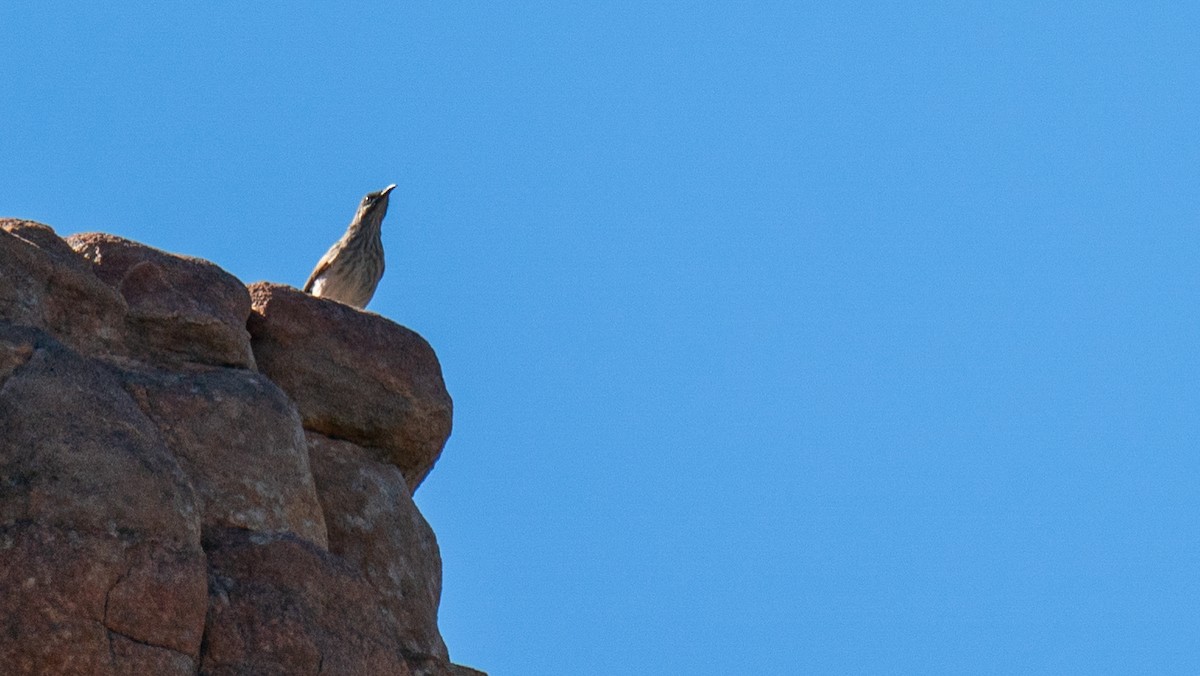 Kimberley Honeyeater - ML599660791