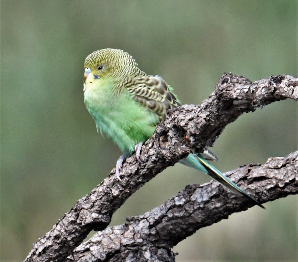 Budgerigar - ML599661011