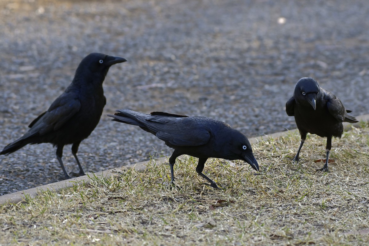 Torresian Crow - ML599661101
