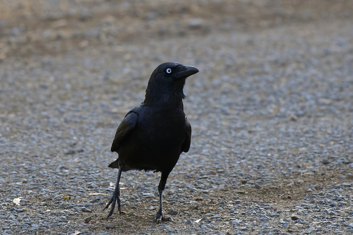 Torresian Crow - ML599661111