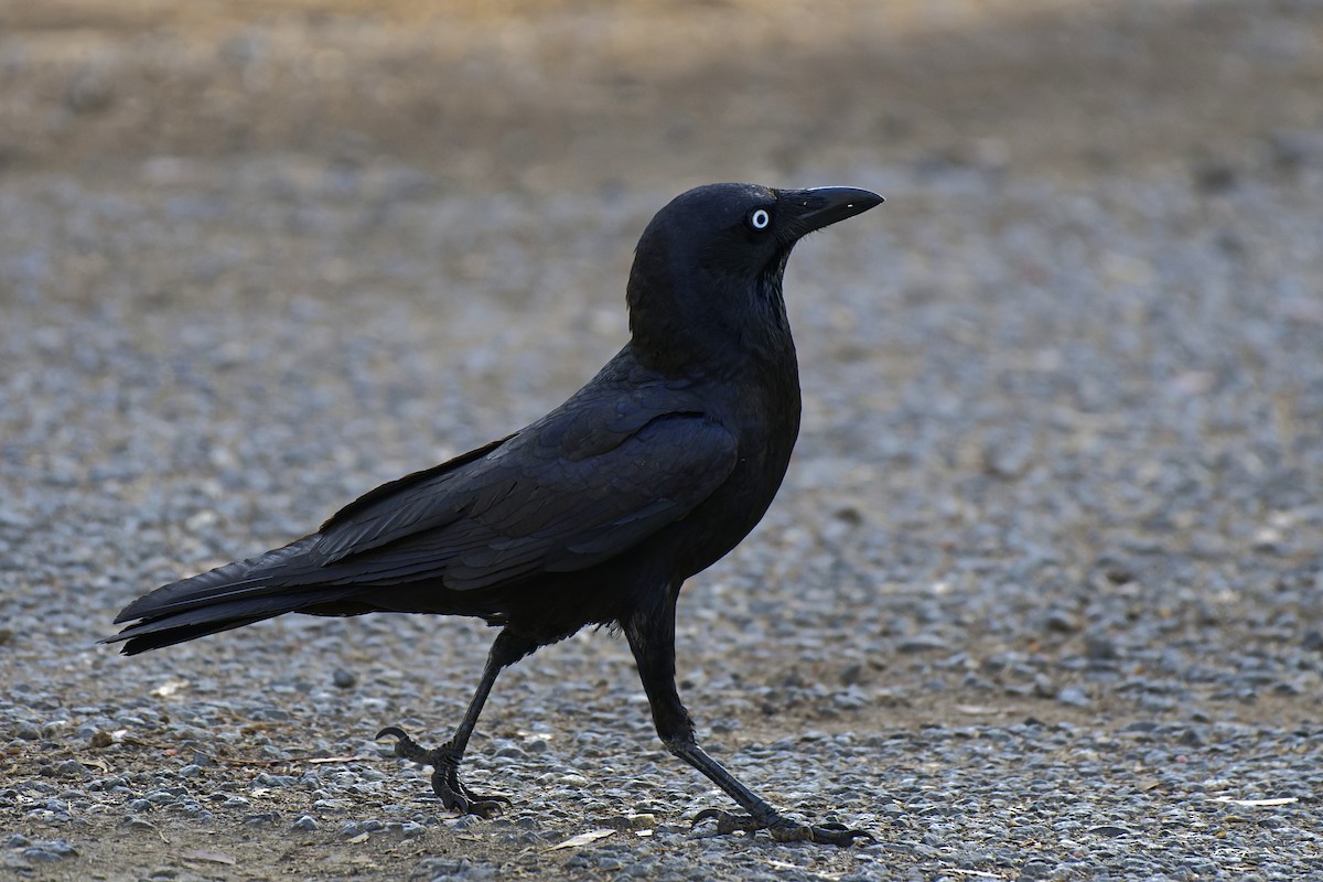 Torresian Crow - ML599661121