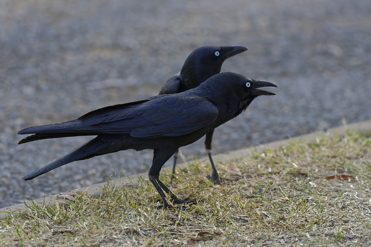 Torresian Crow - ML599661131