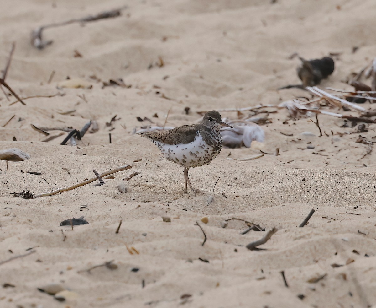 Spotted Sandpiper - ML599661621