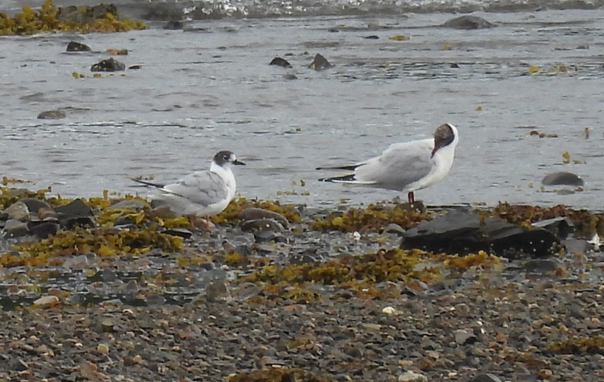 Bonaparte's Gull - ML599662071