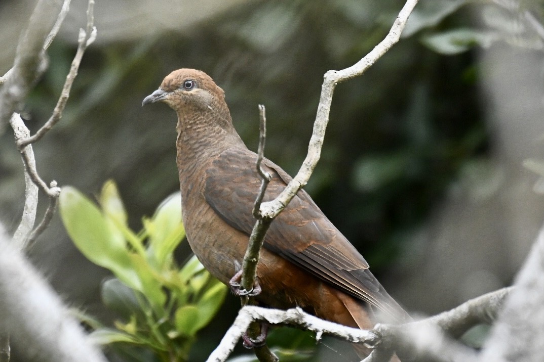 Brown Cuckoo-Dove - Russell Waugh