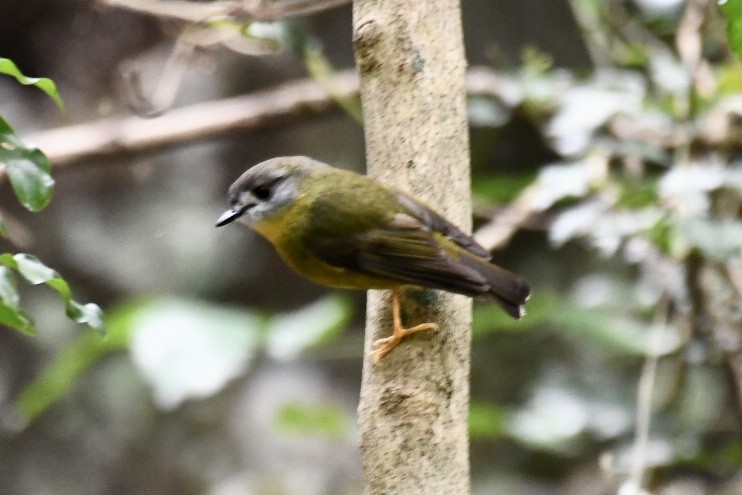 Pale-yellow Robin - ML599663341