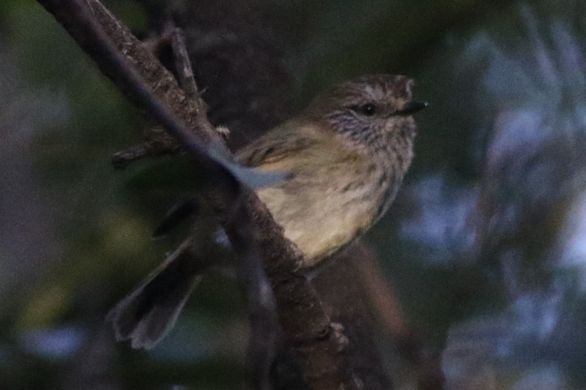 Striated Thornbill - ML599663871