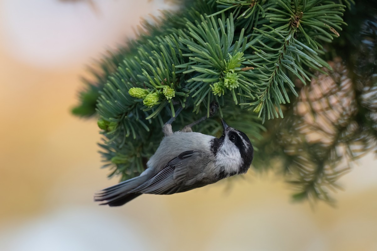 Mountain Chickadee - ML599664831