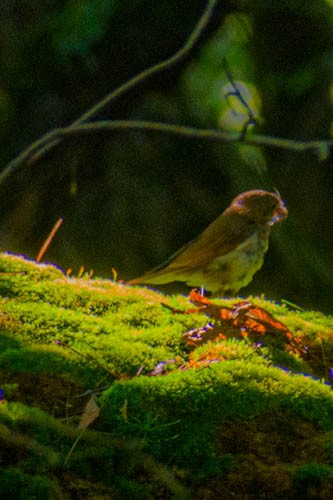 Hermit Thrush - ML599665001